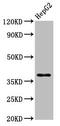 Heterogeneous Nuclear Ribonucleoprotein A1 antibody, CSB-PA010600HA01HU, Cusabio, Western Blot image 