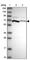 Phosphoenolpyruvate carboxykinase [GTP], mitochondrial antibody, HPA051162, Atlas Antibodies, Western Blot image 