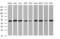 SERPINE1 MRNA Binding Protein 1 antibody, MA5-26478, Invitrogen Antibodies, Western Blot image 