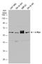 MYCN Proto-Oncogene, BHLH Transcription Factor antibody, GTX133721, GeneTex, Western Blot image 