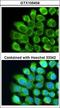 Complement C2 antibody, LS-C185703, Lifespan Biosciences, Immunocytochemistry image 