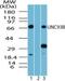 Unc-93B1 antibody, NBP2-24743, Novus Biologicals, Western Blot image 