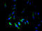Membrane Spanning 4-Domains A7 antibody, A59930-100, Epigentek, Immunofluorescence image 