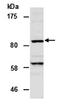 Lysine Demethylase 7A antibody, orb67002, Biorbyt, Western Blot image 