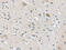 VGF Nerve Growth Factor Inducible antibody, CSB-PA051160, Cusabio, Immunohistochemistry frozen image 