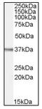 N-glycosylase/DNA lyase antibody, AP08789PU-N, Origene, Western Blot image 
