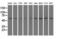 Syntrophin Alpha 1 antibody, LS-C785310, Lifespan Biosciences, Western Blot image 