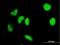 Interferon Regulatory Factor 2 antibody, H00003660-M04, Novus Biologicals, Immunocytochemistry image 