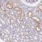 Lymphocyte Antigen 9 antibody, HPA050917, Atlas Antibodies, Immunohistochemistry frozen image 