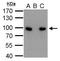 Calnexin antibody, GTX109669, GeneTex, Immunoprecipitation image 