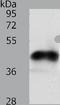 NFKB Inhibitor Epsilon antibody, TA322729, Origene, Western Blot image 