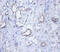 Sep (O-Phosphoserine) TRNA:Sec (Selenocysteine) TRNA Synthase antibody, A52925-100, Epigentek, Immunohistochemistry paraffin image 