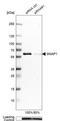 Protein unc-45 homolog A antibody, NBP1-83702, Novus Biologicals, Western Blot image 