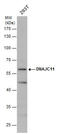 DnaJ Heat Shock Protein Family (Hsp40) Member C11 antibody, GTX120802, GeneTex, Western Blot image 