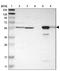 Glycerate Kinase antibody, NBP1-83292, Novus Biologicals, Western Blot image 