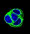 Exocyst Complex Component 3 Like 1 antibody, PA5-35040, Invitrogen Antibodies, Immunofluorescence image 