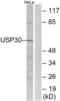 Ubiquitin Specific Peptidase 30 antibody, abx014975, Abbexa, Western Blot image 