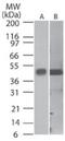 Caspase 1 antibody, GTX14367, GeneTex, Western Blot image 
