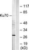 X-ray repair cross-complementing protein 6 antibody, TA311887, Origene, Western Blot image 