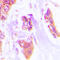 Cardiotrophin-1 antibody, LS-C352067, Lifespan Biosciences, Immunohistochemistry frozen image 