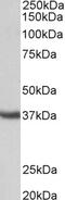 Spondin 2 antibody, 42-958, ProSci, Enzyme Linked Immunosorbent Assay image 