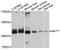 Myelin transcription factor 1 antibody, abx126212, Abbexa, Western Blot image 