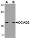 OCIA Domain Containing 2 antibody, orb75303, Biorbyt, Western Blot image 