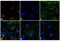 Rabbit IgG antibody, SA5-10033, Invitrogen Antibodies, Immunofluorescence image 