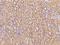 Family With Sequence Similarity 83 Member F antibody, 205765-T08, Sino Biological, Immunohistochemistry frozen image 