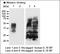 V5 epitope tag antibody, orb256432, Biorbyt, Western Blot image 