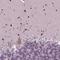 Basic Helix-Loop-Helix Family Member E22 antibody, HPA067500, Atlas Antibodies, Immunohistochemistry frozen image 