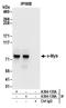 c-Myb antibody, A304-138A, Bethyl Labs, Immunoprecipitation image 