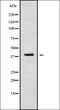 MAS Related GPR Family Member F antibody, orb378333, Biorbyt, Western Blot image 