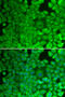 Glycogen Synthase 1 antibody, 18-683, ProSci, Immunofluorescence image 
