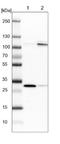 Scavenger Receptor Class F Member 2 antibody, NBP1-83140, Novus Biologicals, Western Blot image 