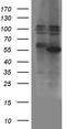 Zinc Finger And BTB Domain Containing 32 antibody, M09632, Boster Biological Technology, Western Blot image 