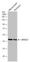 SH3 Domain Containing GRB2 Like 1, Endophilin A2 antibody, GTX133333, GeneTex, Western Blot image 