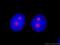 Histone H4 Transcription Factor antibody, 10066-2-AP, Proteintech Group, Immunofluorescence image 