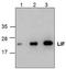 HILDA antibody, TA319047, Origene, Western Blot image 
