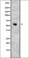 Paraspeckle Component 1 antibody, orb335055, Biorbyt, Western Blot image 