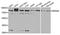 WD repeat-containing protein 48 antibody, orb373492, Biorbyt, Western Blot image 