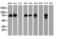 Protein disulfide-isomerase A4 antibody, LS-C173497, Lifespan Biosciences, Western Blot image 