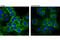 UPF1 RNA Helicase And ATPase antibody, 12040S, Cell Signaling Technology, Immunocytochemistry image 