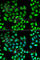 KLF10 antibody, A6415, ABclonal Technology, Immunofluorescence image 