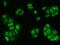 HNF-3A antibody, GTX02318, GeneTex, Immunocytochemistry image 