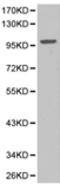 Cadherin 13 antibody, TA324169, Origene, Western Blot image 