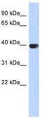 Aurora Kinase C antibody, TA336082, Origene, Western Blot image 
