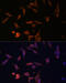 Uridine 5 -monophosphate synthase antibody, 14-872, ProSci, Immunofluorescence image 
