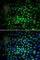 Cyclin Dependent Kinase 1 antibody, A0220, ABclonal Technology, Immunofluorescence image 