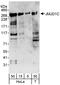 Probable JmjC domain-containing histone demethylation protein 2C antibody, A300-884A, Bethyl Labs, Western Blot image 
